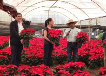 La flor de Nochebuena ya está en Xochimilco