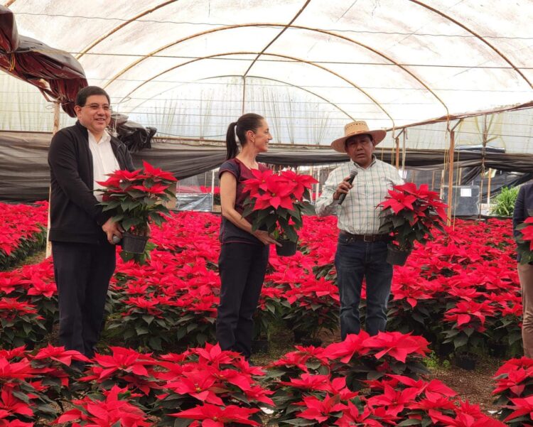 La flor de Nochebuena ya está en Xochimilco