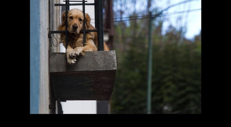 Cárcel para quienes roben mascotas en la CDMX