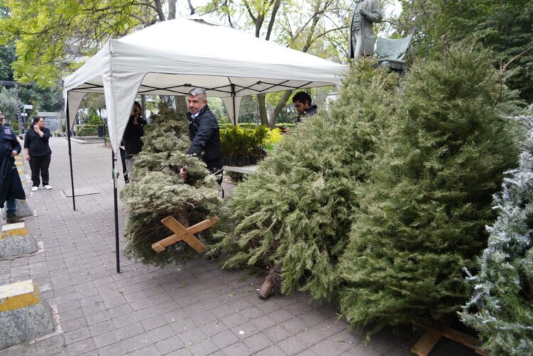 Reciclan árboles de Navidad en Miguel Hidalgo