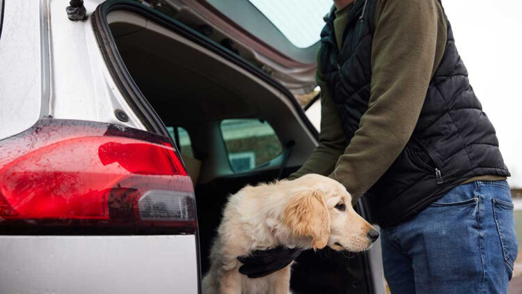 Secuestro de mascotas va a la alza
