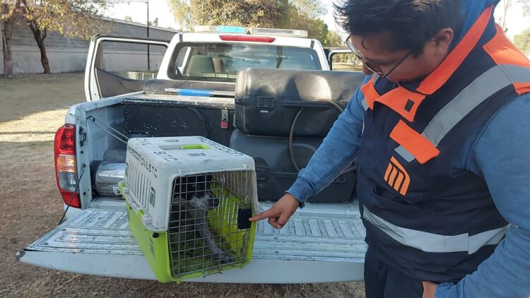 Piden orden en el Centro de Transferencia Canina del Metro