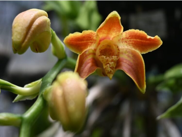 Orquideario, belleza oculta en la UNAM