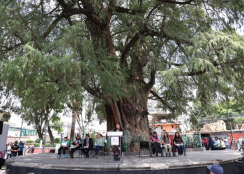 Brugada también va por la defensa de los árboles