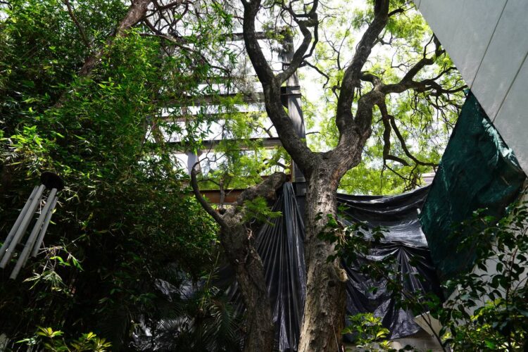 Rescatan vecinos más árboles en la BJ