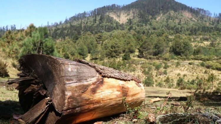 Lucha frontal contra tala ilegal en la CDMX