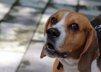 Animales dejan de ser “cosas”, Congreso los reconoce como seres sintientes