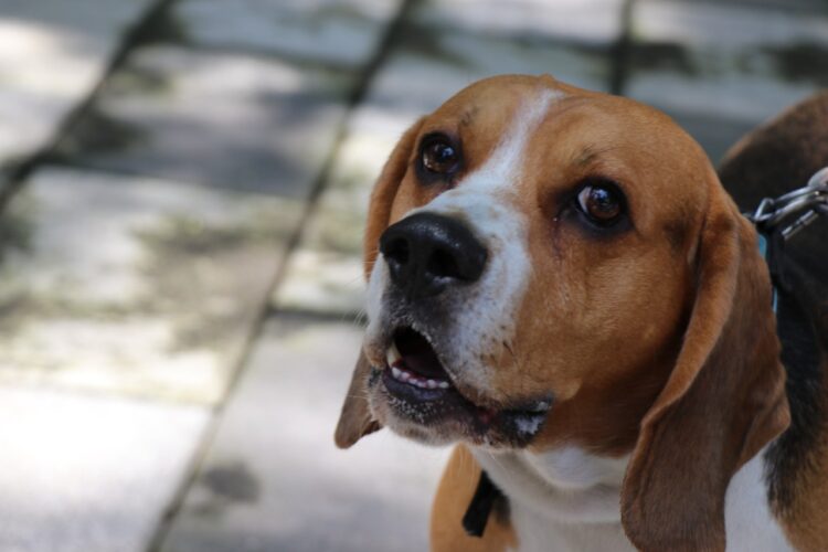 Animales dejan de ser “cosas”, Congreso los reconoce como seres sintientes