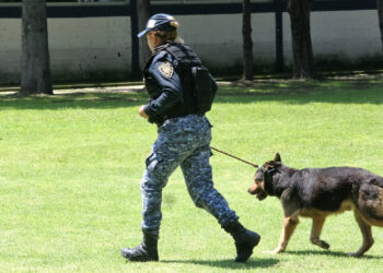 Refuerzan protección animal con alianza entre Congreso CDMX y Cuajimalpa; otras alcaldías muestran avances