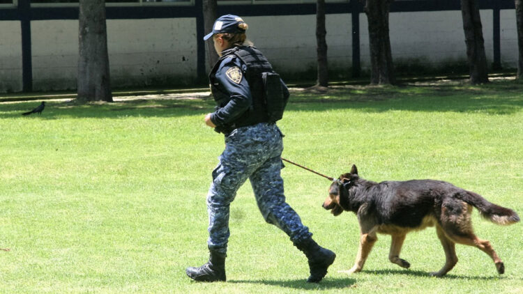 Refuerzan protección animal con alianza entre Congreso CDMX y Cuajimalpa; otras alcaldías muestran avances