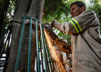 Alcaldía Benito Juárez retira estructuras que dañaban árboles en la Del Valle Centro