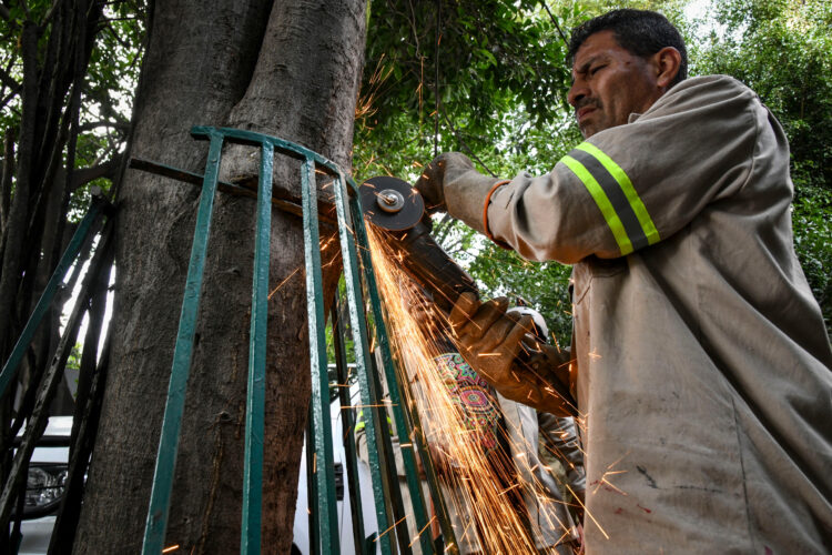 Alcaldía Benito Juárez retira estructuras que dañaban árboles en la Del Valle Centro