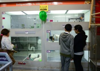 CDMX prohíbe exhibir perros y gatos en vitrinas