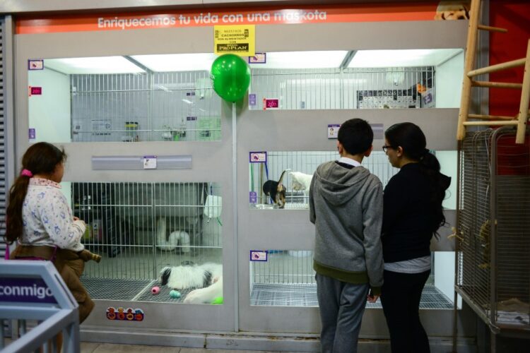 CDMX prohíbe exhibir perros y gatos en vitrinas