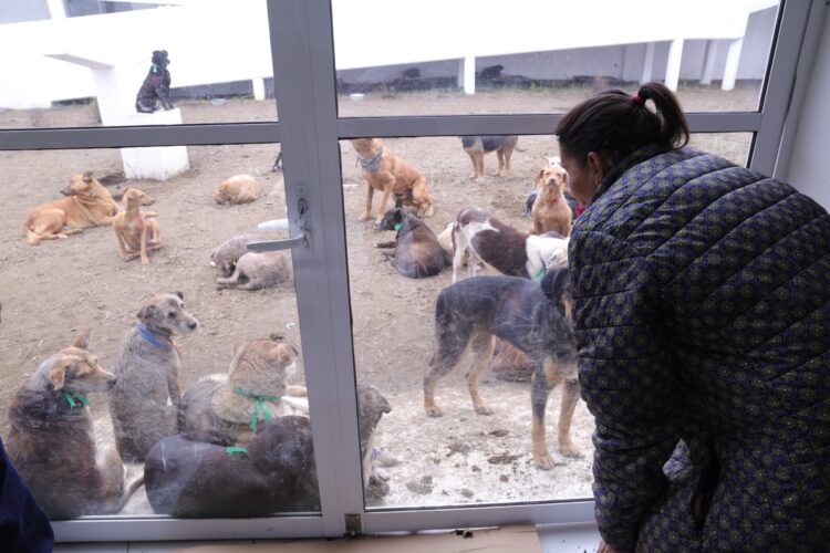 Confirma Congreso CDMX buen estado de perros rescatados del Refugio Franciscano