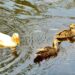 Recuperación de Huayamilpas, atrae nueva fauna migratoria