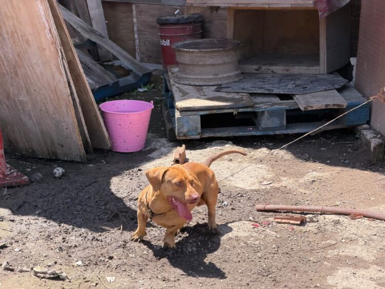 Rescatan caso de perros en la Doctores tras denuncia en redes
