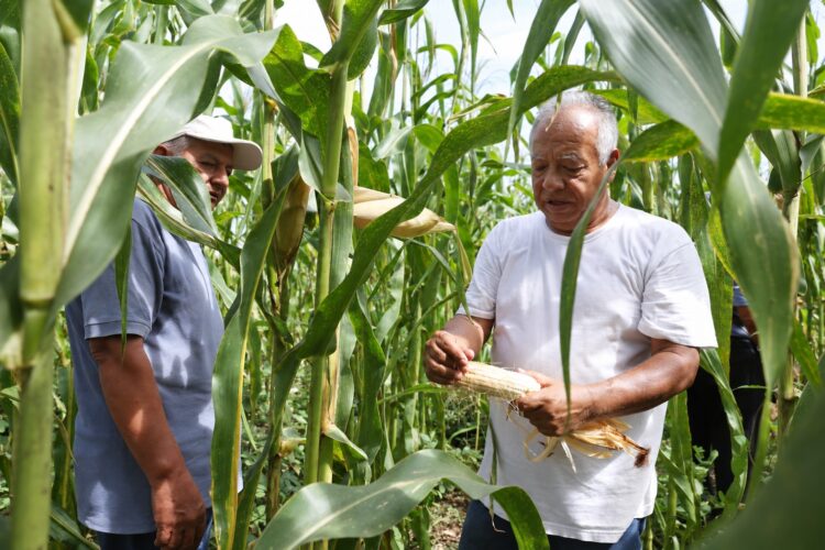 Residuos porcinos regresan al campo como nutrientes