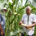 Residuos porcinos regresan al campo como nutrientes