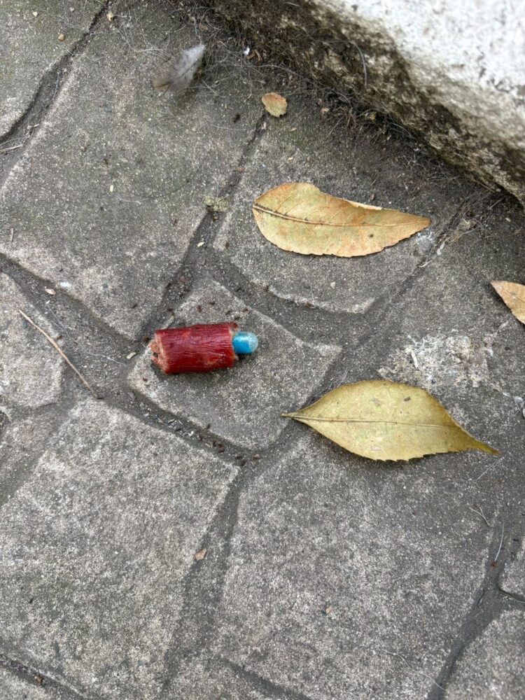 Hallan longaniza con píldora azul en Parque España