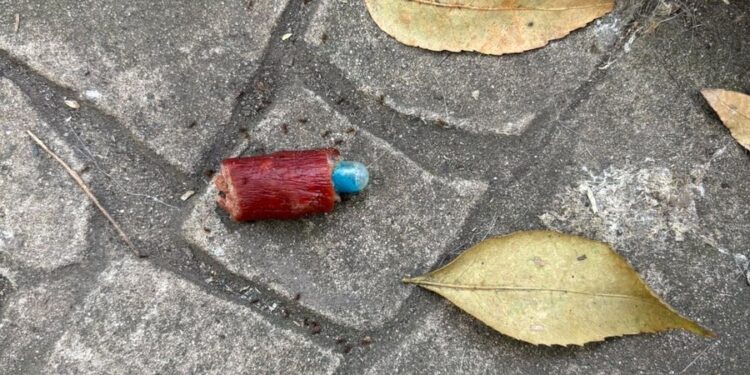 Hallan longaniza con píldora azul en Parque España